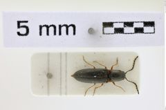 Foto (Dorsalansicht) von Limonius basillaris (NHMW-ZOO-COL-0008608)